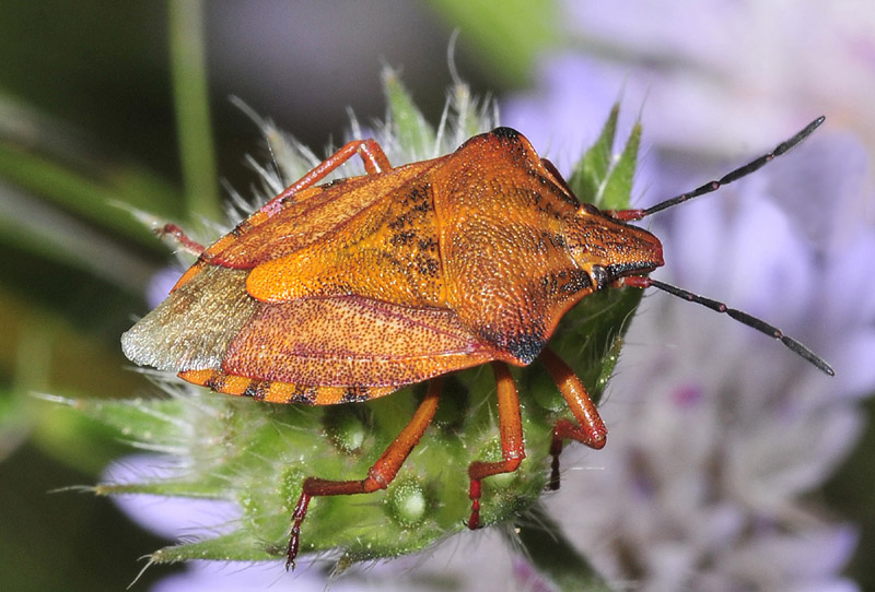 Pentatomidae:  Carpocoris mediterraneus mediterraneus  - Paradisia (Grecia)